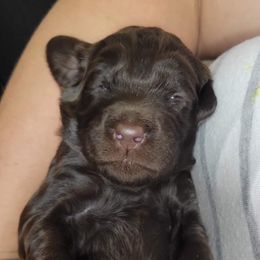 Labradoodle Puppies from Molly’s Doodles