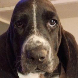 Basset Hounds from Stacey Claar