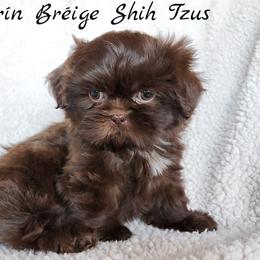 Shih Tzu Puppies from Beirin Breige Shih Tzus