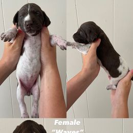German Shorthaired Pointer Puppies from Lusk Puppies