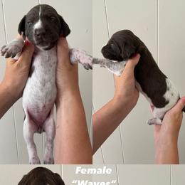 German Shorthaired Pointer Puppies from Lusk Puppies