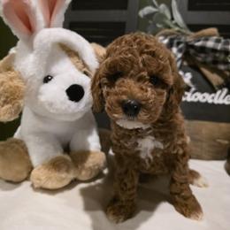 Bernedoodle, Goldendoodle, and Poodle Puppies from 4goldendoodles
