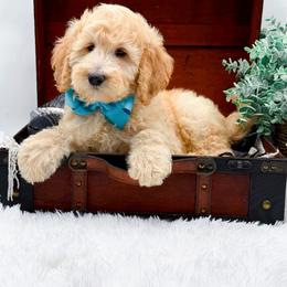 Boy 2 - male Goldendoodle puppy in North Carolina from NC Doodle Puppies