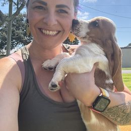 Basset Hound Puppies from Breeze Basset Hounds