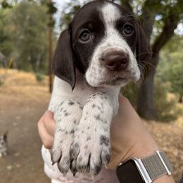 Denali - Purple Collar - Liver and white female German Shorthaired Pointer puppy in Mokelumne Hill, California from Underhill GSP