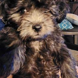 Raven - Solid Black - Black female Havapoo puppy in Parks, Arkansas from BAK Home Pups