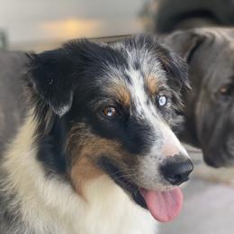 Spanky - Australian Shepherd