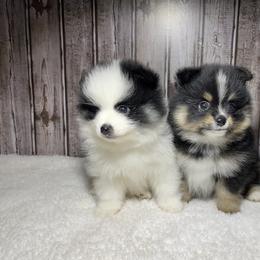 Pomeranian Puppies from Kerrie’s Pomeranian