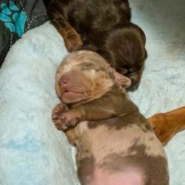 Dachshund Puppies from Wilson's Kennels