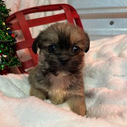 Tila - Fawn sable female Pekingese puppy in Elgin, South Carolina from Silver Bells Paw Prints