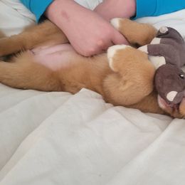 Nova Scotia Duck Tolling Retriever Puppies from Mystic Tollers