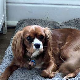 Lady Bug - Cavalier King Charles Spaniel