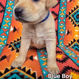 Boy 2 - Yellow male Labrador Retriever puppy in Potosi, Wisconsin from Point and Flush Gun Dogs