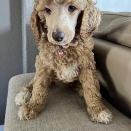 Light pink collar - Apricot female Poodle puppy in Bakersfield, California from Lucky 7 Litter