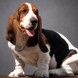 Basset Hound Puppies from Kylee's Bassets