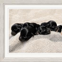 Dolly - Salt and pepper female Miniature Schnauzer puppy in Summerfield, Florida from M & M Schnauzers
