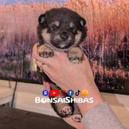MILKY WAY - Black and tan male Shiba Inu puppy in Minnesota from BonsaiShibas