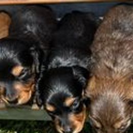 Dachshunds from Rosehill Kennel