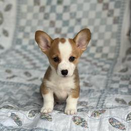 Ripley - Red male Pembroke Welsh Corgi puppy in Hope, Arkansas from Foxy Knoll Farm