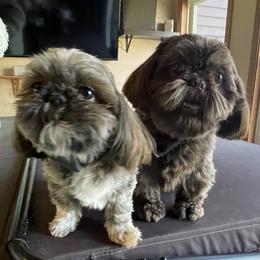 Shih Tzu puppies from Pilgrim Shih tzu