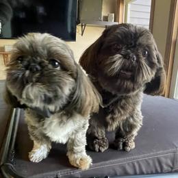 Shih Tzu puppies from Pilgrim Shih tzu