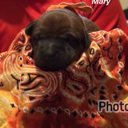 Mary - Wheaten female Soft Coated Wheaten Terrier puppy in Gladewater, Texas from Felicias Swheaties