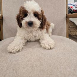 Cola - Parti male Goldendoodle puppy in Fordland, Missouri from K&K's Puppy Kingdom