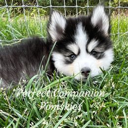 Pomsky Puppies from Perfect Companion Pomskies
