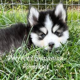 Pomsky Puppies from Perfect Companion Pomskies
