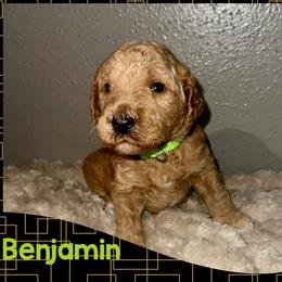 Benjamin - Red  male Goldendoodle puppy in Pasadena, Texas from Toledo Creek Doodles