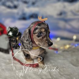 OS1-3 - Black and cream female Dachshund puppy in Martin City, Montana from FleuryDachs