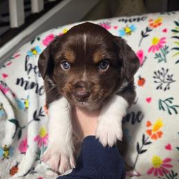 Tundra - Red tri male Miniature Australian Shepherd puppy in Danville, Indiana from Wingler Acres Mini Aussies