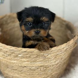 Holly - Black and tan female Yorkshire Terrier puppy in Liberty, Texas from Tiny Yorkshire pups
