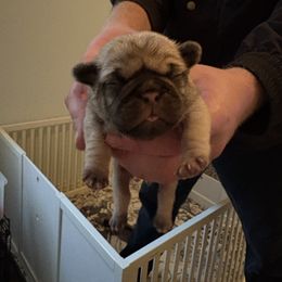 Seamus - Fawn male Pug puppy in Frisco, Texas from RD Pugs