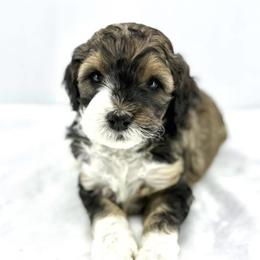 Bubbly - Sable female Bernedoodle puppy in La Plata, Maryland from Serenity Creek Doodles