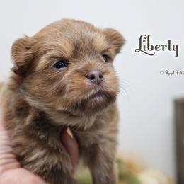 Liberty Blue - Blue female Mi-Ki puppy in Elizabeth, Colorado from Royal T Mi-Kis