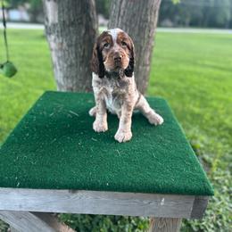 Walter - Tri-Roan male English Springer Spaniel puppy in Braidwood, Illinois from A & R Springers