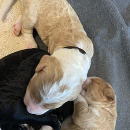 Bernedoodle Puppies from TJ SA Bernedoodles