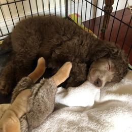 Poodle Puppies from RK'S Pets