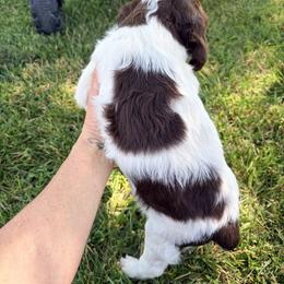 Brittany Puppies from Double K Brittanys