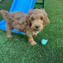 Bear - Red  male Goldendoodle puppy in Glendale, Arizona from Follow Your Bliss Doodles
