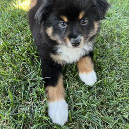 Buck - Black tri male Toy Australian Shepherd puppy in Tulare, California from Maze Farms