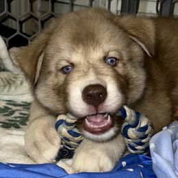 Siberian Husky Puppies from Southern Siberian Huskies of SW Florida