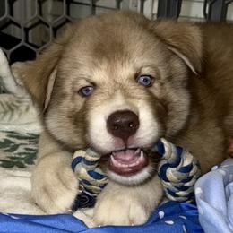 Siberian Husky Puppies from Southern Siberian Huskies of SW Florida
