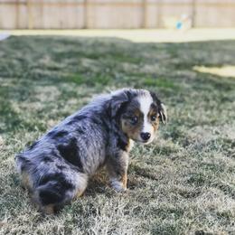 Australian Shepherd Puppies from Boise Aussie Paws