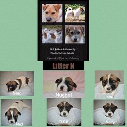 Beagle, Jack Russell Terrier, and Russell Terrier Puppies from Mountain Top