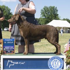 Kjell - Chesapeake Bay Retriever