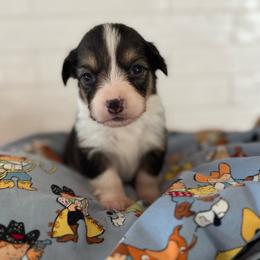 Loretta - Black and tan female American Corgi puppy in Red Bluff, California from Circle T Livestock & K9 Co.