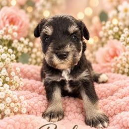 Bailey - Black and silver female Miniature Schnauzer puppy in Hull, Georgia from Ardent Miniature Schnauzers of Athens