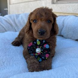 Black collar - Red  female Poodle puppy in Riverside, California from Riverside red poodles